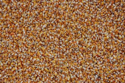 玉米供应-玉米批发/玉米价格/玉米代理1