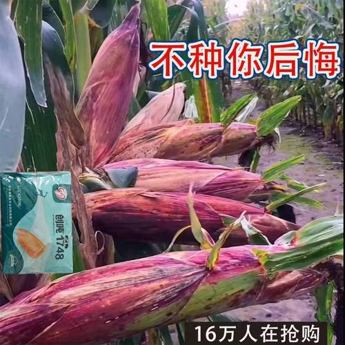 玉米种子穗-玉米种子穗厂家,品牌,图片,热帖